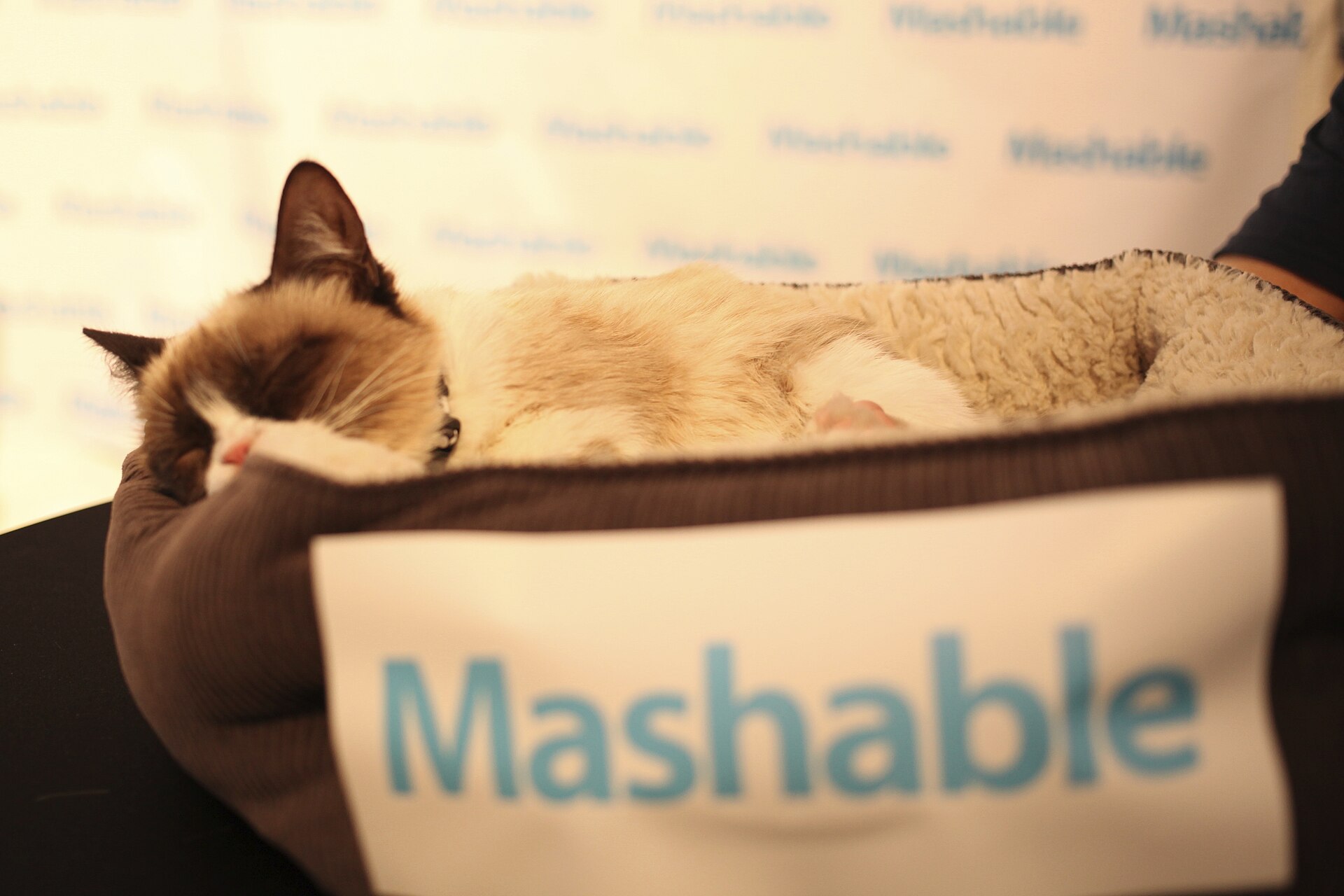 Imagem de referência de Grumpy Cat, descrito nos dados abertos como gato, meme e celebridade da internet