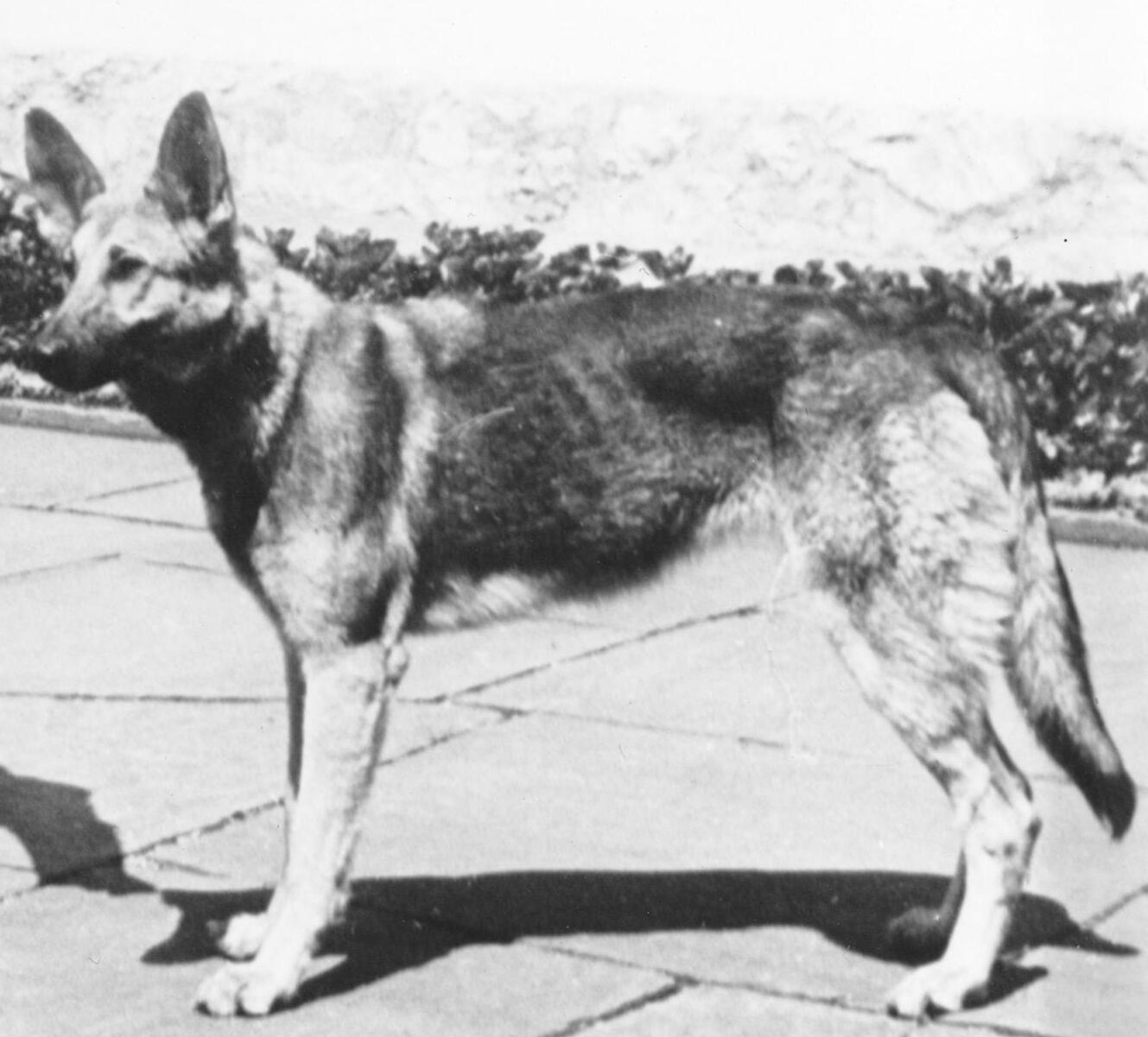 Imagem de referência de Blondi, descrito nos dados abertos como cadela da raça pastor-alemão, pertencente a Adolf Hitler (1941–1945)