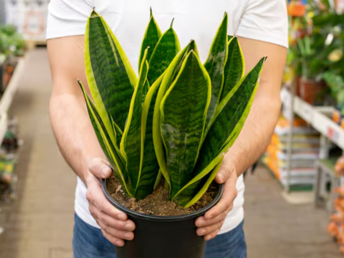 La lengua de suegra se volvió una de las plantas más elegidas por su durabilidad y facilidad para adaptarse