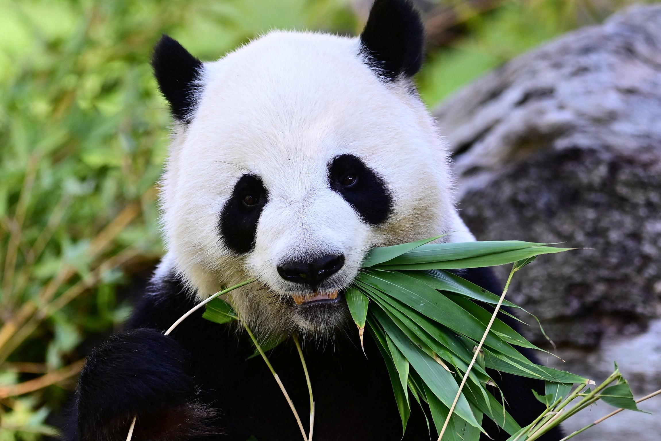 Jin Xi, one of the only two giant pandas in Spain, eats on its sixth birthday at the Madrid Zoo Aquarium in Madrid, Spain, on September 19, 2026.