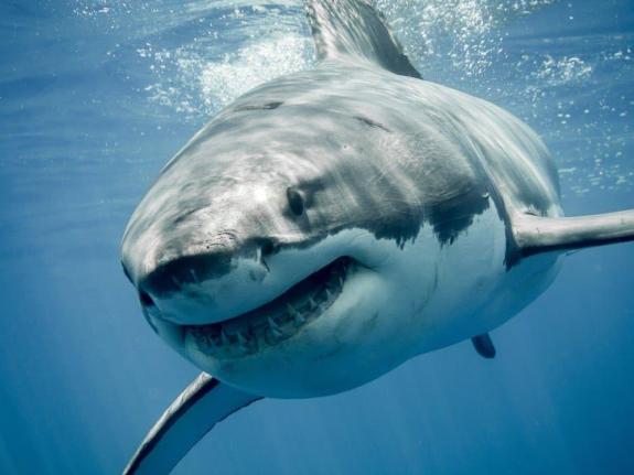 Não entre! Público instado a evitar a área de Salt Marsh em Trelawny após avistamento de tubarão