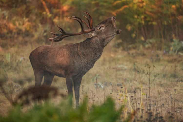 Semana na vida selvagem: um pequeno felino-tigre, ursos no quintal e umaouriça-do-mar rosa fruncida