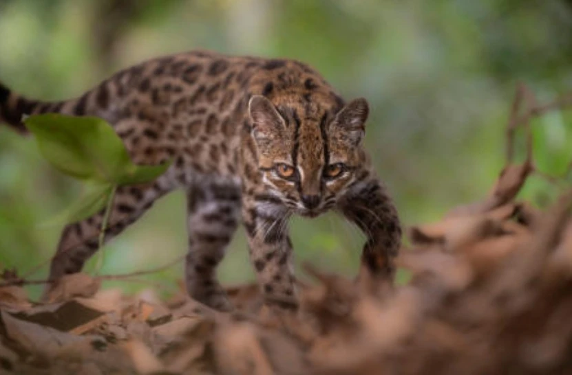 Startups egípcias estão descobrindo os desafios do mercado saudita.