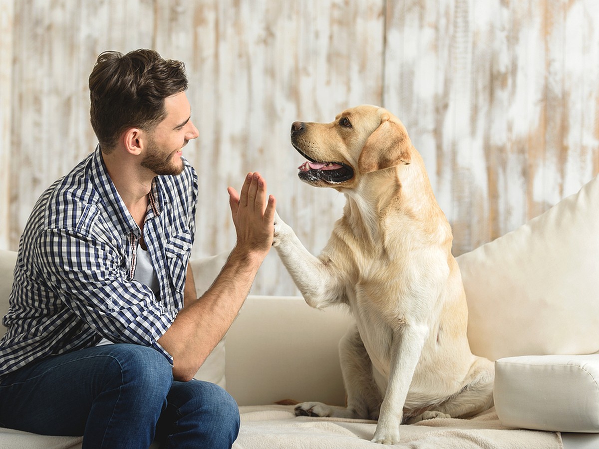 Os cães distinguem palavras diferentes na fala humana: isso não aconteceu por acaso.