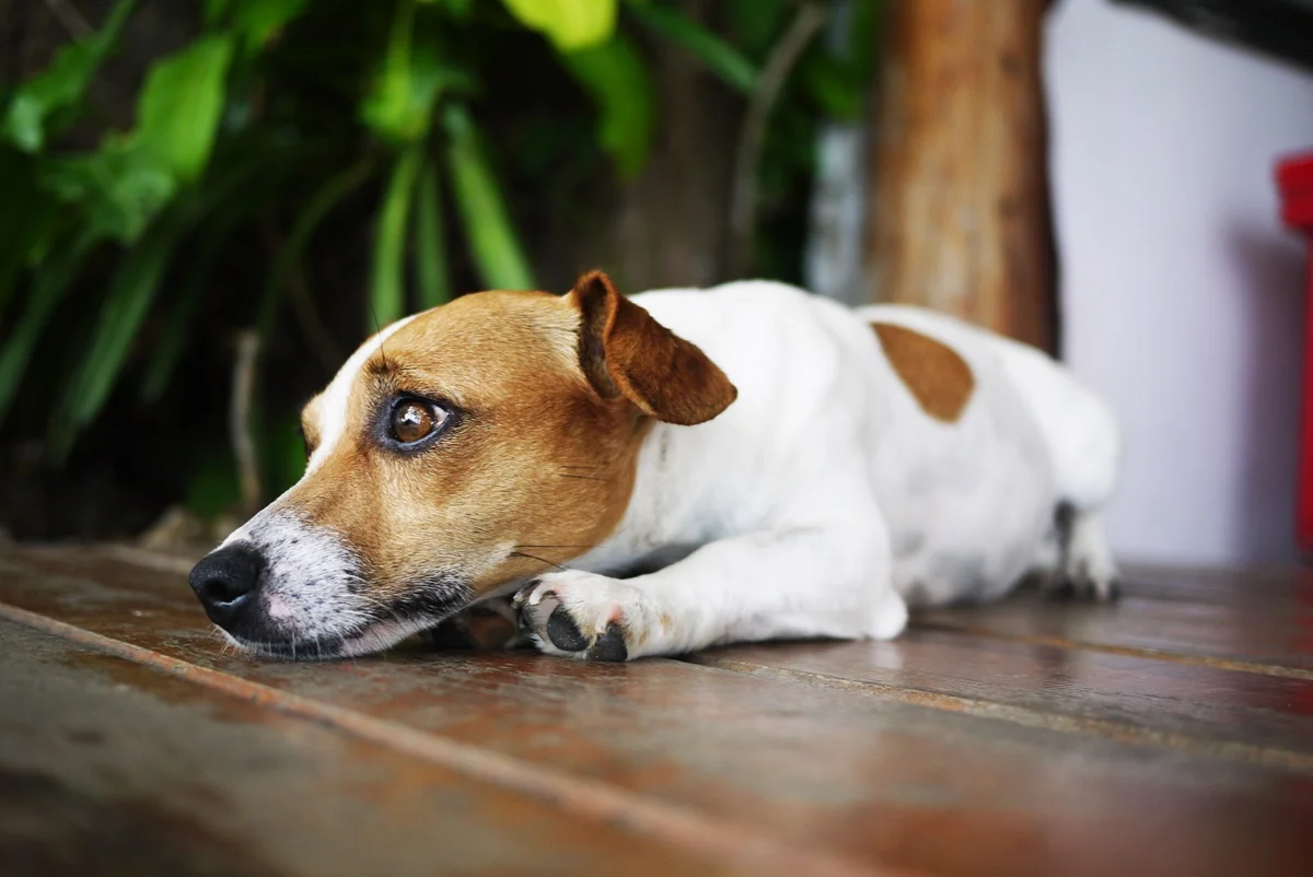 Imagem da matéria: Nutrição correta reduz o risco de distúrbios intestinais em cães e gatos