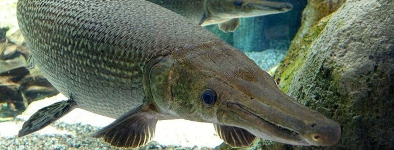 No Guatemala nasceram os primeiros filhotes em cativeiro deste fóssil vivo com 100 milhões de anos na Terra