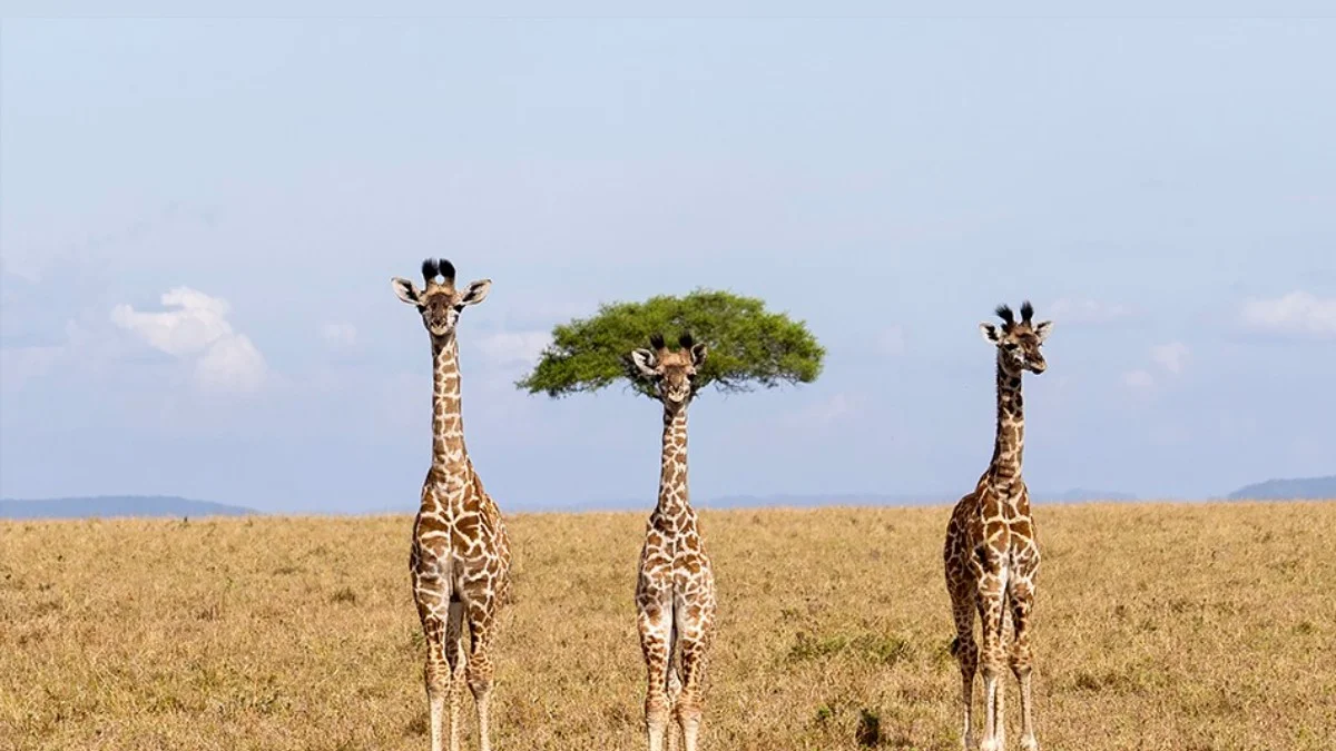Comédia animal: veja 8 das fotos mais engraçadas da vida selvagem de 2026