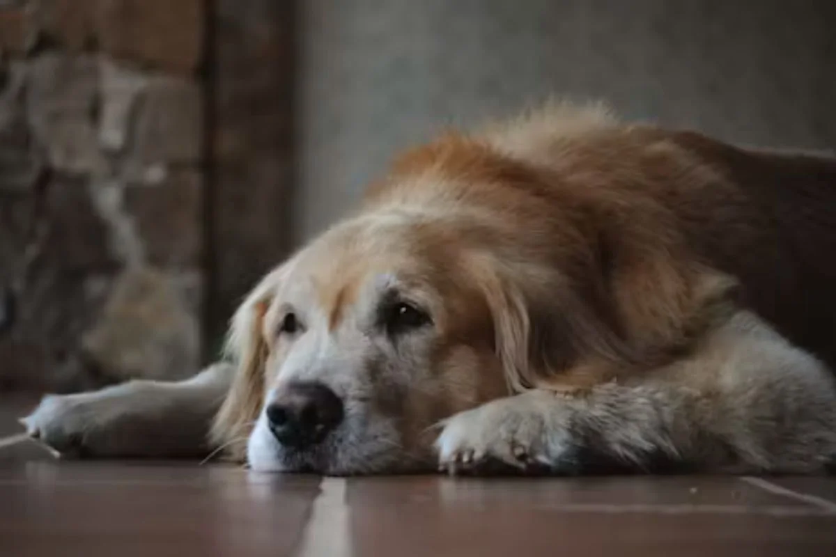 Entenda os sinais do seu pet idoso que exigem visita ao veterinário