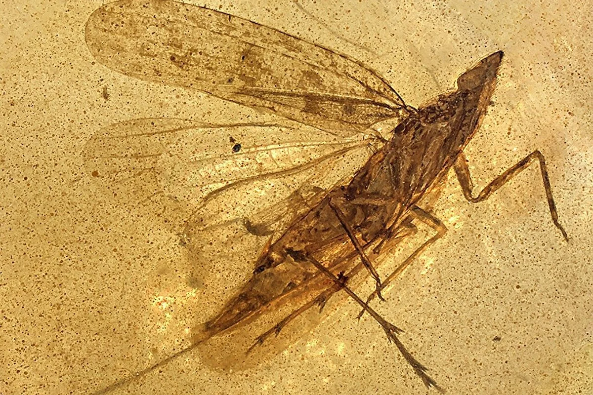 Imagem colorida de fóssil de inseto - Metrópoles