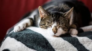 Países com mais gatos têm pessoas mais felizes, revela pesquisa