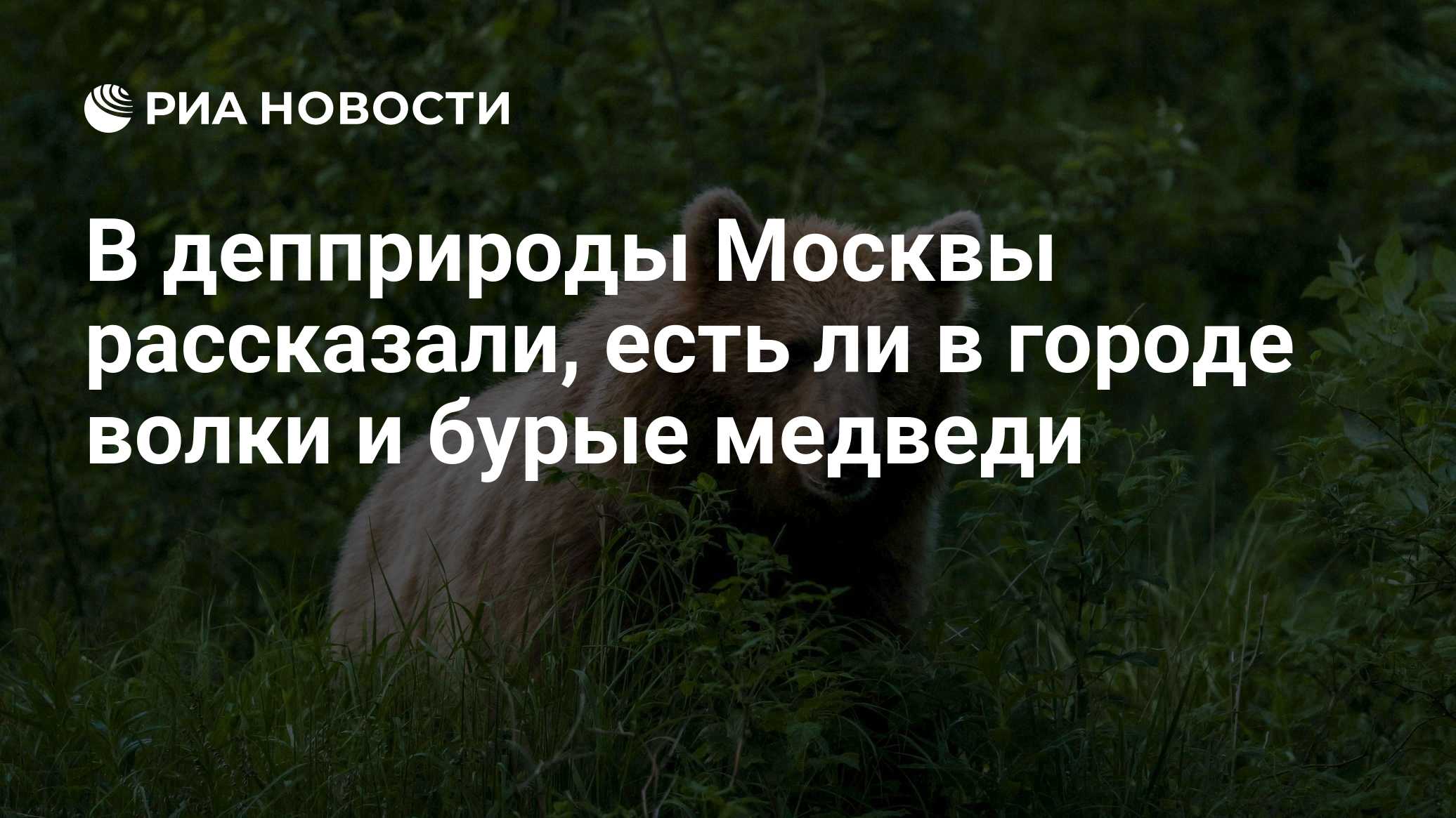 Depprirodos de Moscou: não há lobos e ursos pardos na cidade