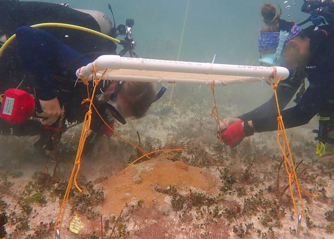 Sombra e água fresca? Guarda-sol subaquático protege recifes de coral do calor no mar