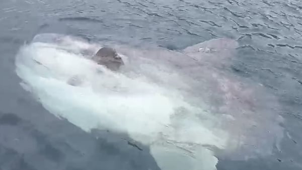 Courtesy: Achill Sea Safari