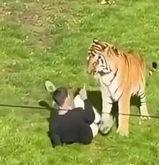 Visitantes filmaram o momento em que o tigre começa a morder o rapaz Foto: Reprodução/X