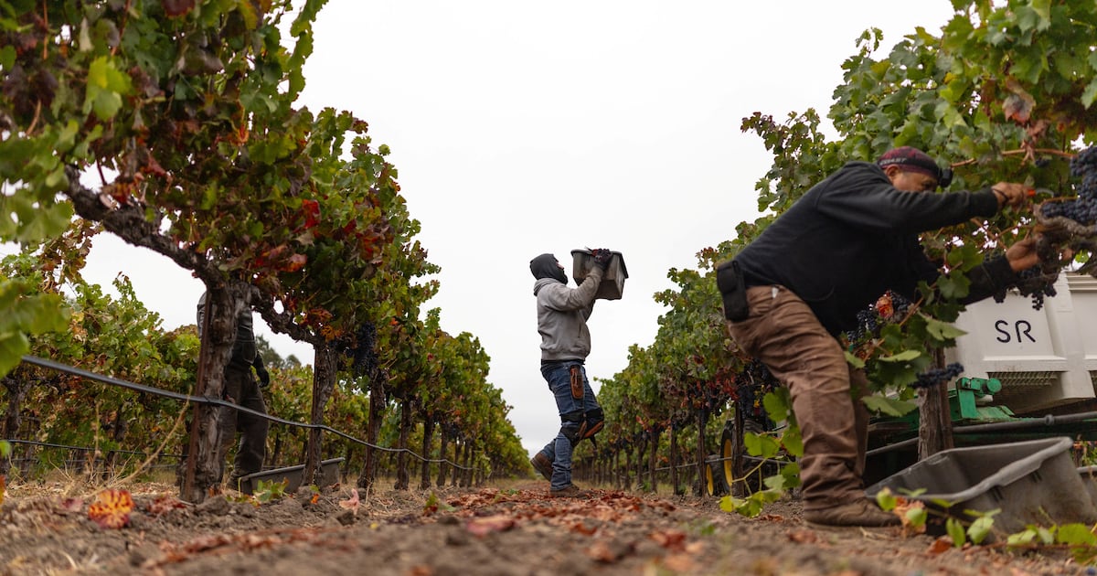 Crise no vinho dos EUA: por que produtores da Califórnia estão transformando uvas caras em adubo?