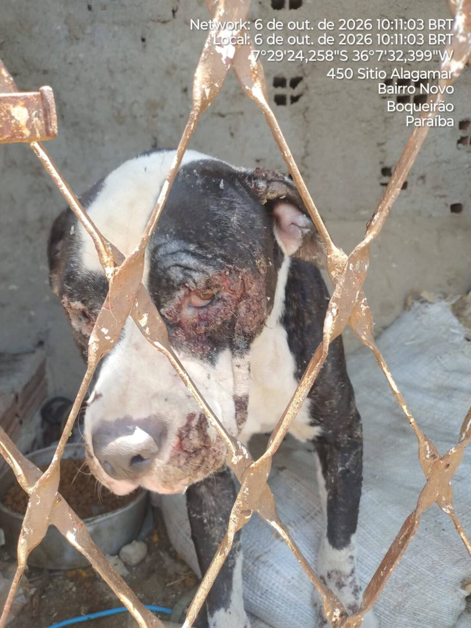 Imagem da matéria: Suspeitos de homicídio são presos com mais de 60 animais em situação de maus tratos, na Paraíba