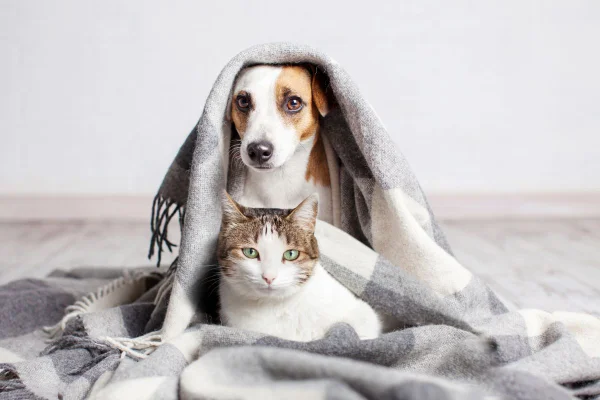 Nutrição correta reduz o risco de distúrbios intestinais em cães e gatos