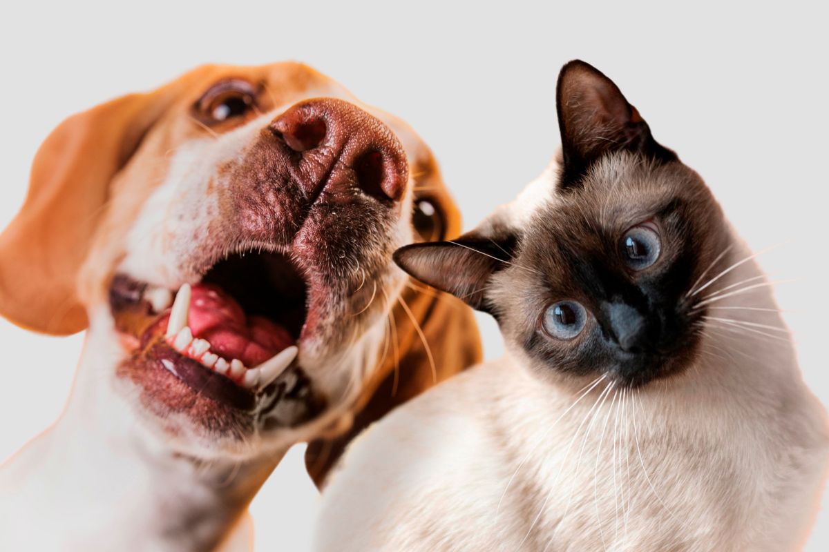 Entenda os sinais do seu pet idoso que exigem visita ao veterinário