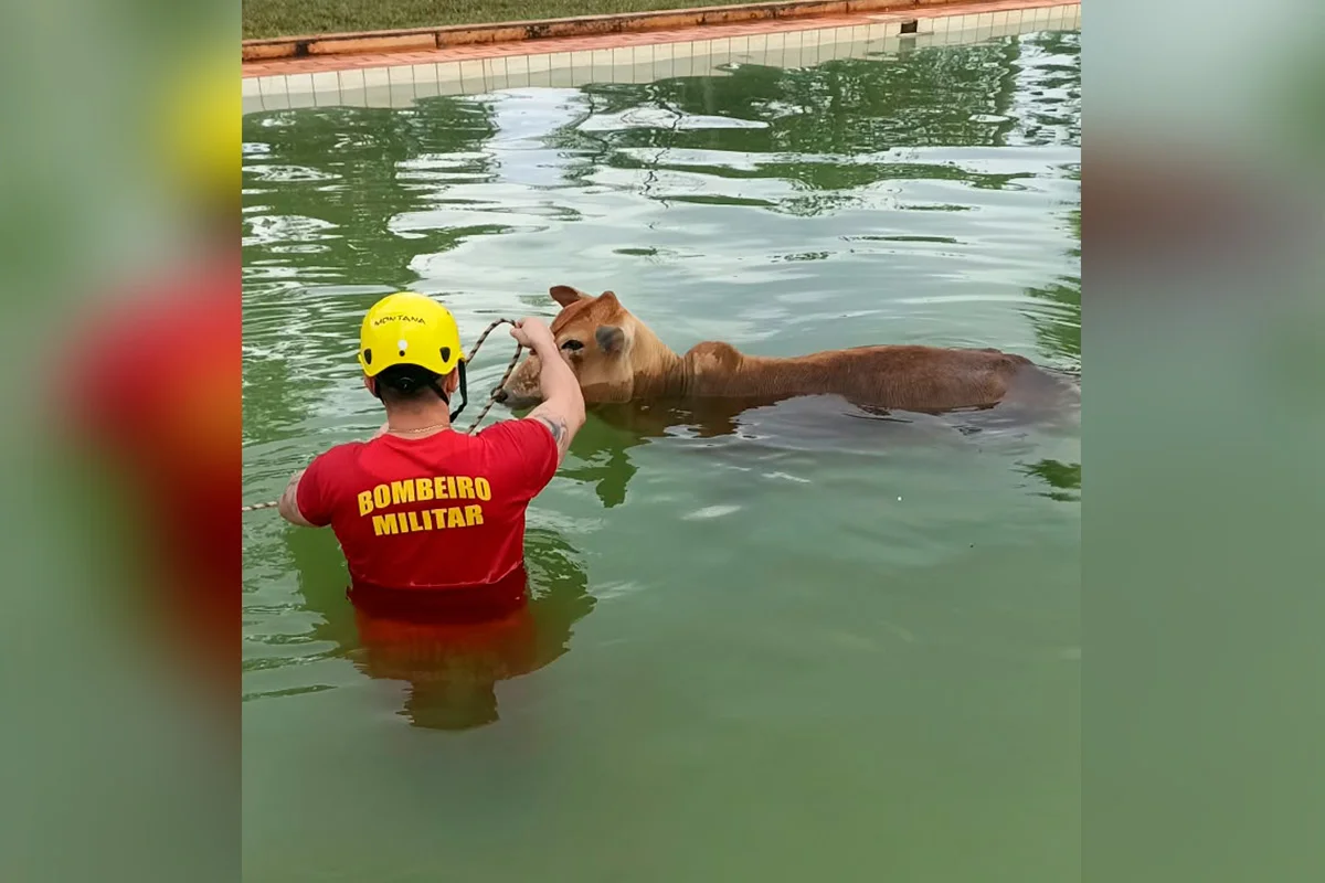“Bois nadadores” de 500 kg caem em piscina e são resgatados pelos bombeiros