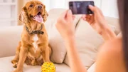 Entenda os sinais do seu pet idoso que exigem visita ao veterinário
