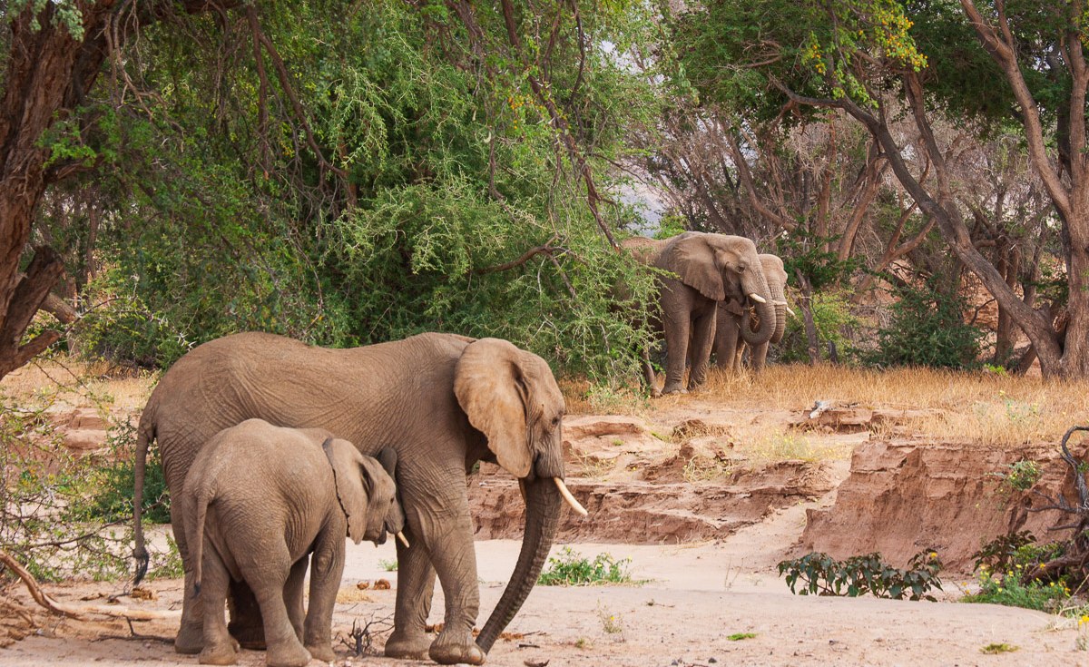 Botswana é criticado por abater 23 elefantes para celebrações da independência