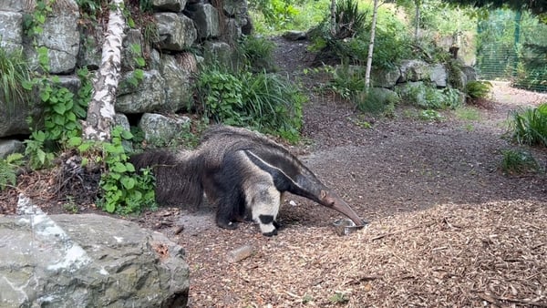 Giant anteater - Dublin Zoo