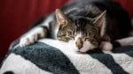 Países com mais gatos têm pessoas mais felizes, revela pesquisa